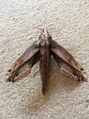 Xylophanes ceratomioides