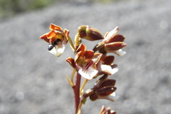 Eulophia micrantha
