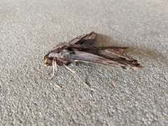 Xylophanes ceratomioides