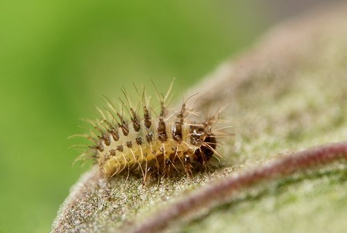 24-spot Ladybird