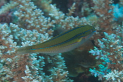 Stethojulis strigiventer