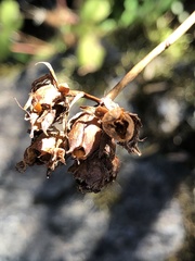 Hypericum graveolens