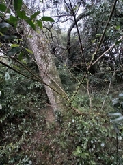 Ficus tremula