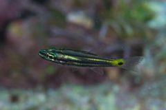 Cheilodipterus isostigma