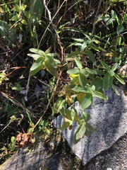 Hypericum graveolens