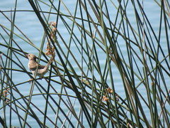 Passer domesticus