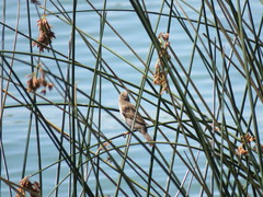 Passer domesticus