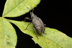 Otiorhynchus aurifer