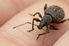 Otiorhynchus aurifer