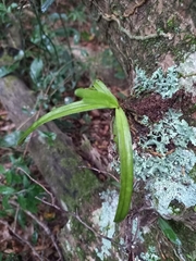 Cyrtorchis
