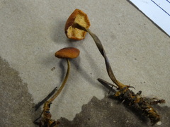 Heimiomyces fulvipes