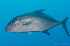 Ferdauia orthogrammus