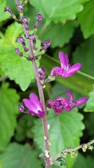 Equilabium petiolare