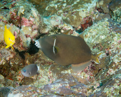 Sufflamen chrysopterum