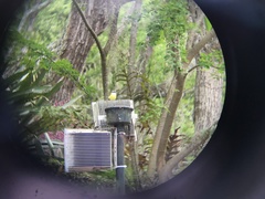 Myiozetetes cayanensis