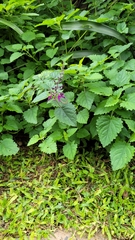 Equilabium petiolare