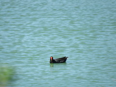 Gallinula galeata