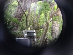 Myiozetetes cayanensis