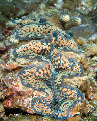Tridacna noae