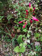 Salvia holwayi