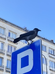 Corvus cornix