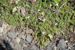 Bryanthus gmelinii