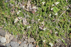 Bryanthus gmelinii
