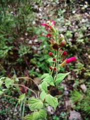 Salvia holwayi