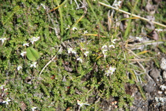 Bryanthus gmelinii