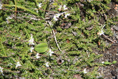 Bryanthus gmelinii
