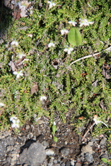 Bryanthus gmelinii