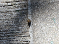 Insecta
