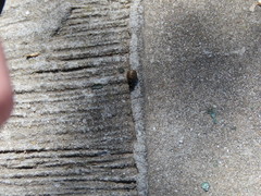 Insecta
