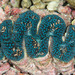 Noah's Giant Clam - Photo (c) 104623964081378888743, some rights reserved (CC BY-NC), uploaded by 104623964081378888743
