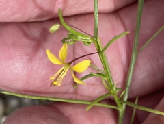 Cleome guianensis