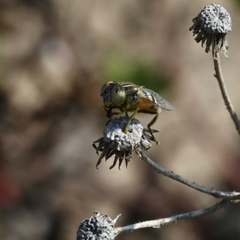 Eristalinus megacephalus