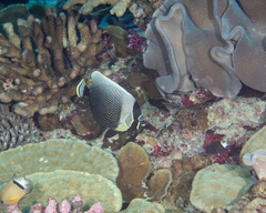 Chaetodon reticulatus