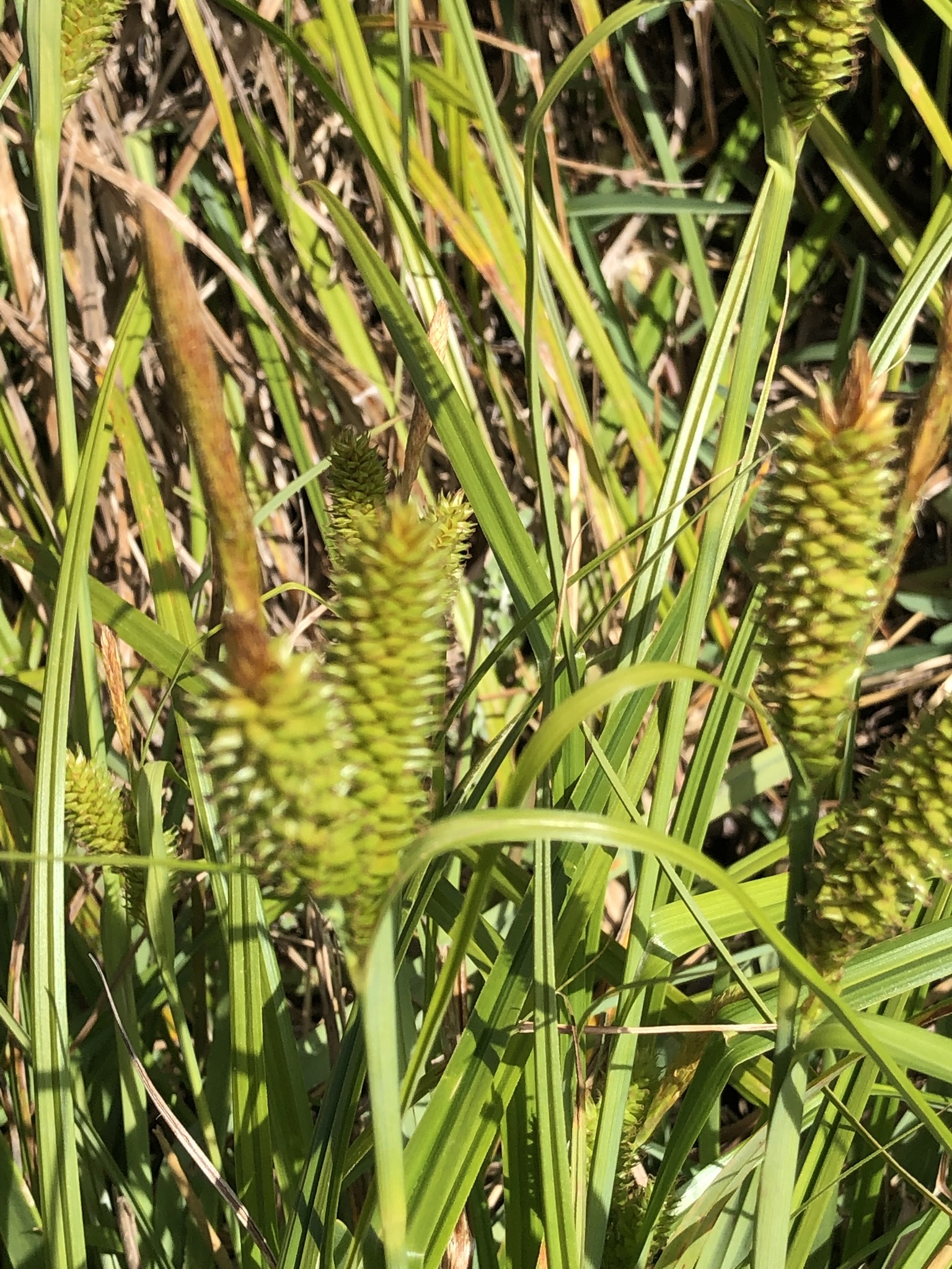 Carex clavata Thunb.