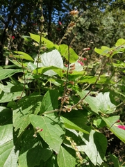 Salvia tubifera