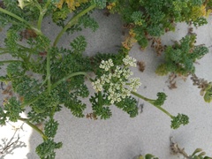 Dasispermum suffruticosum