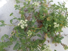 Dasispermum suffruticosum
