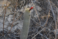 Loxanthocereus acanthurus