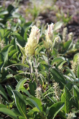 Castilleja pavlovii