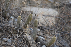 Loxanthocereus acanthurus