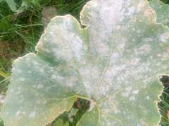 Podosphaera fuliginea