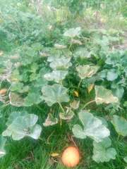 Podosphaera fuliginea