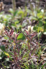 Castilleja pavlovii