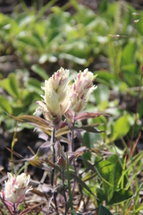 Castilleja pavlovii