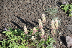 Castilleja pavlovii