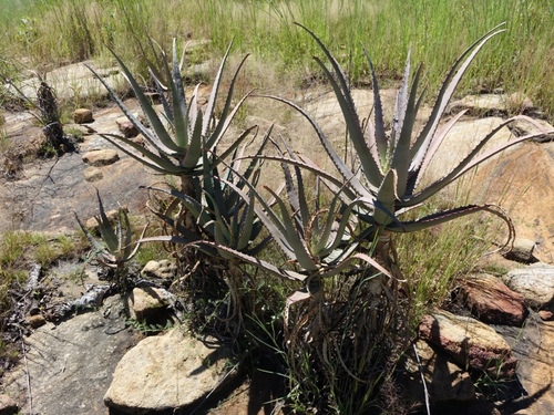 Aloe divaricata